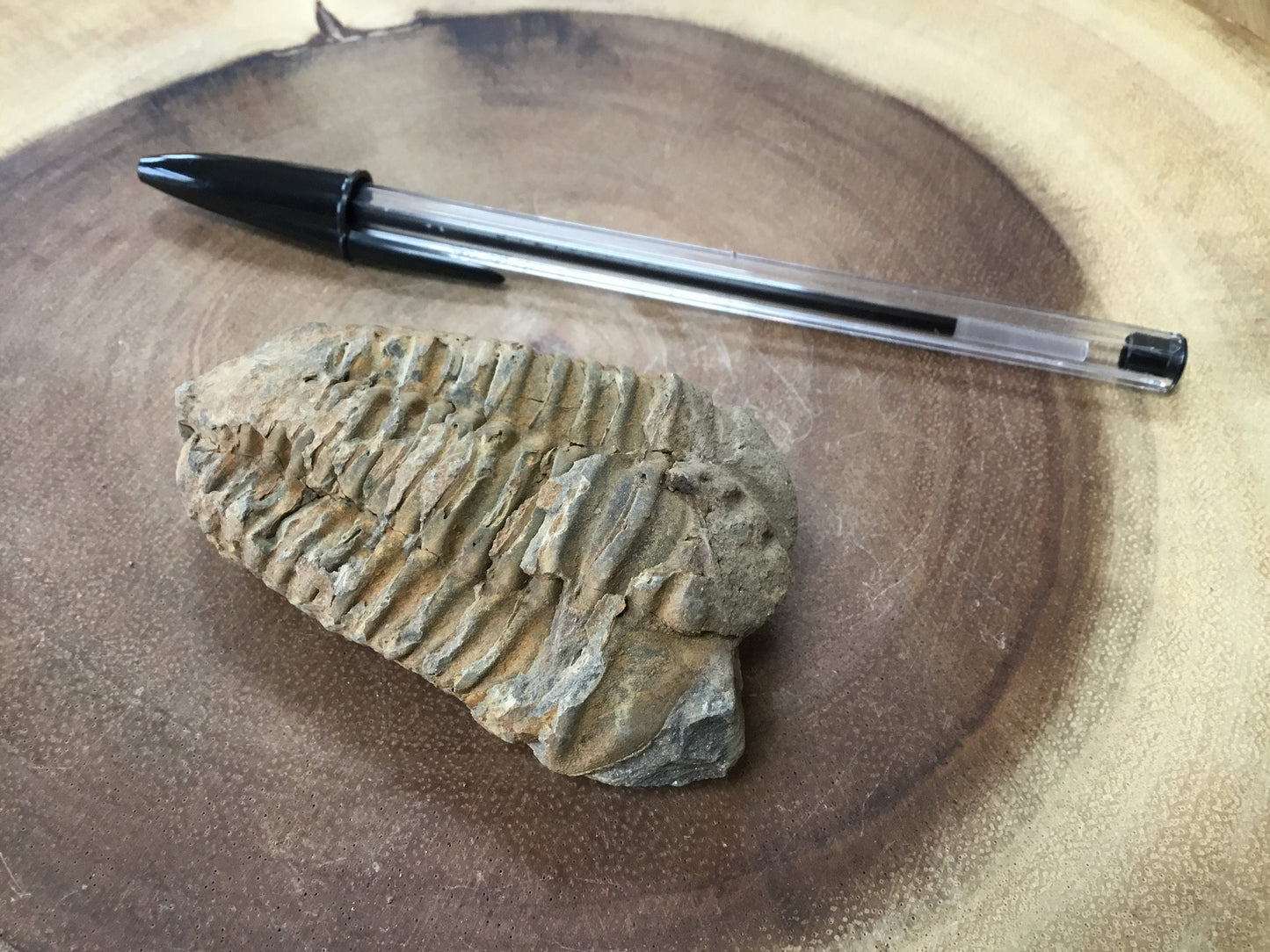 Trilobite Fossil Specimen – A Mythic Stone of Earth’s Origins & Energetic Power