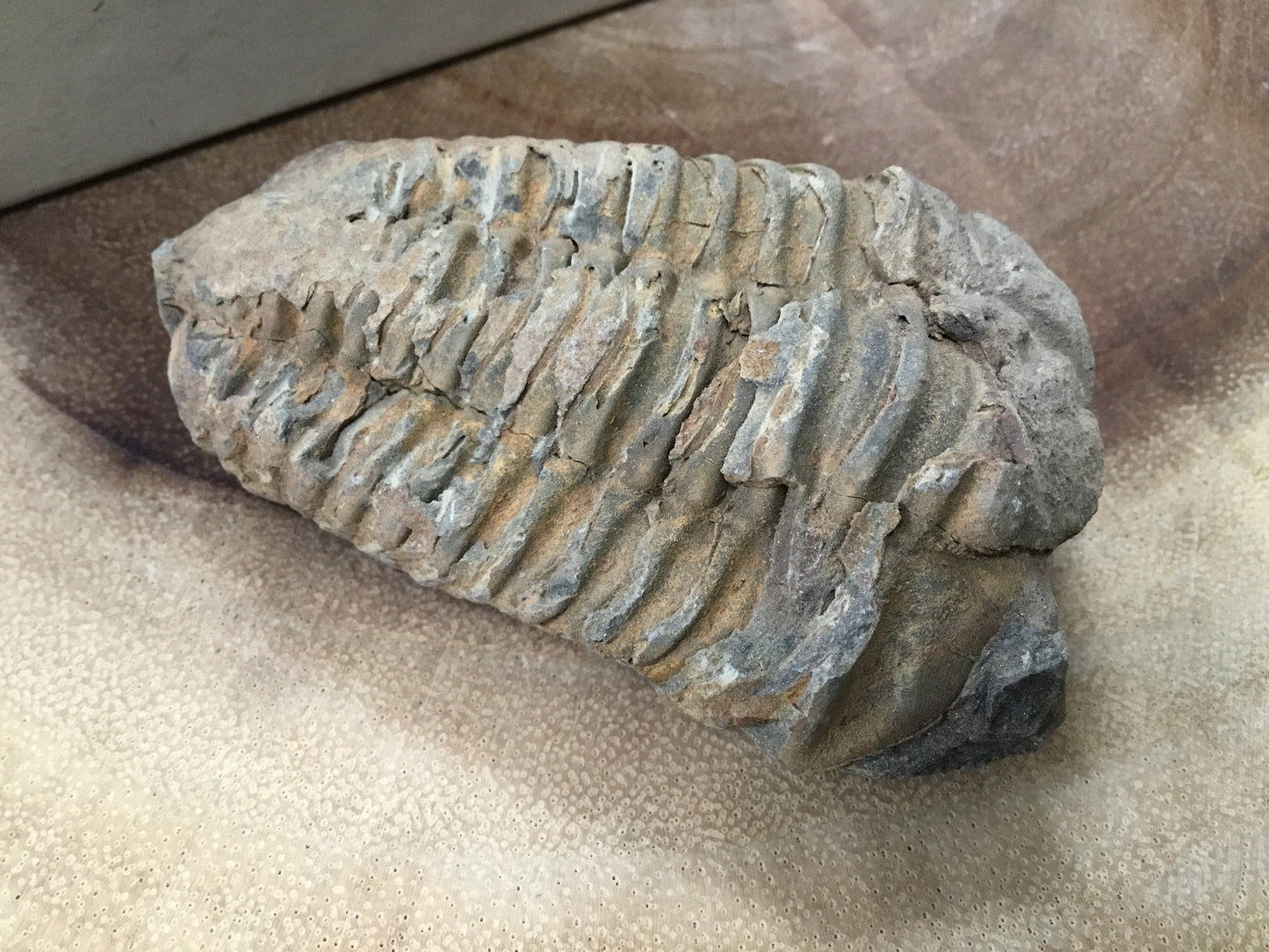 Trilobite Fossil Specimen – A Mythic Stone of Earth’s Origins & Energetic Power
