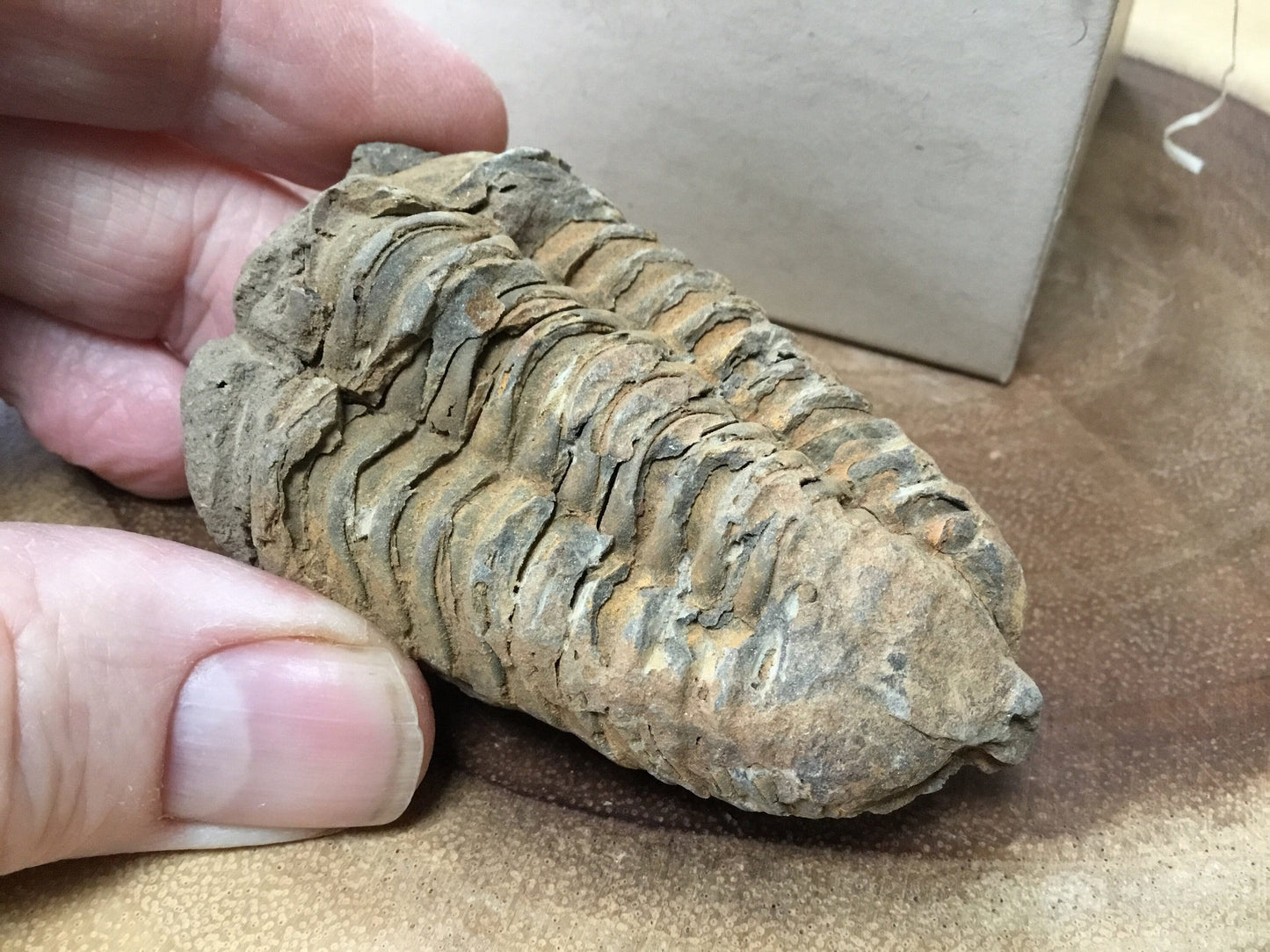 Trilobite Fossil Specimen – A Mythic Stone of Earth’s Origins & Energetic Power