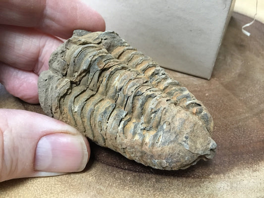 Trilobite Fossil Specimen – A Mythic Stone of Earth’s Origins & Energetic Power