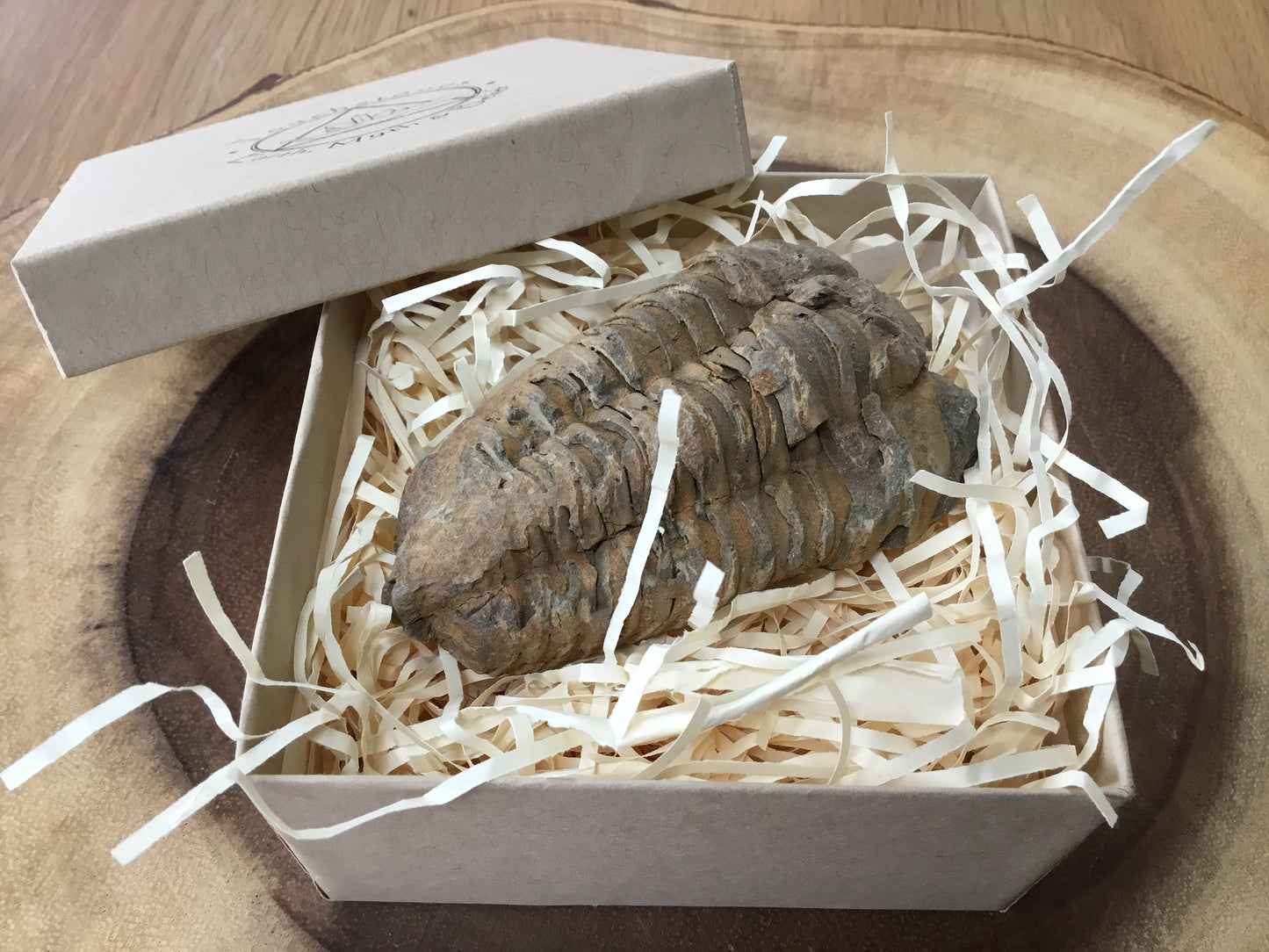 Trilobite Fossil Specimen – A Mythic Stone of Earth’s Origins & Energetic Power