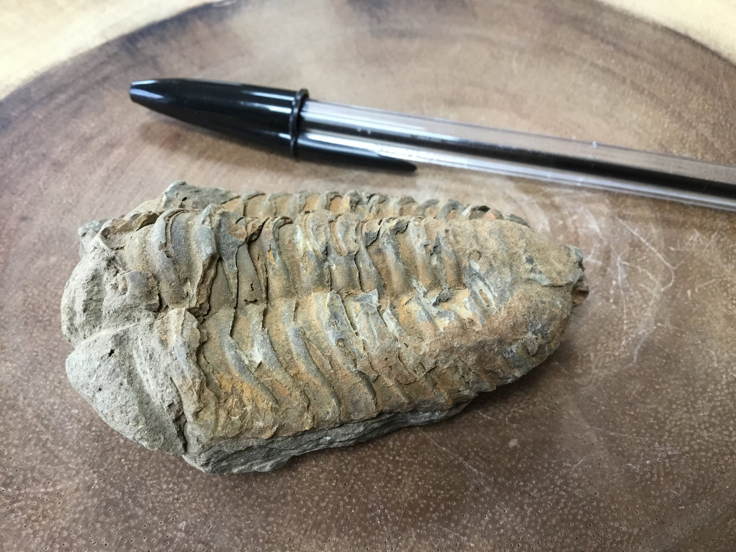 Trilobite Fossil Specimen – A Mythic Stone of Earth’s Origins & Energetic Power