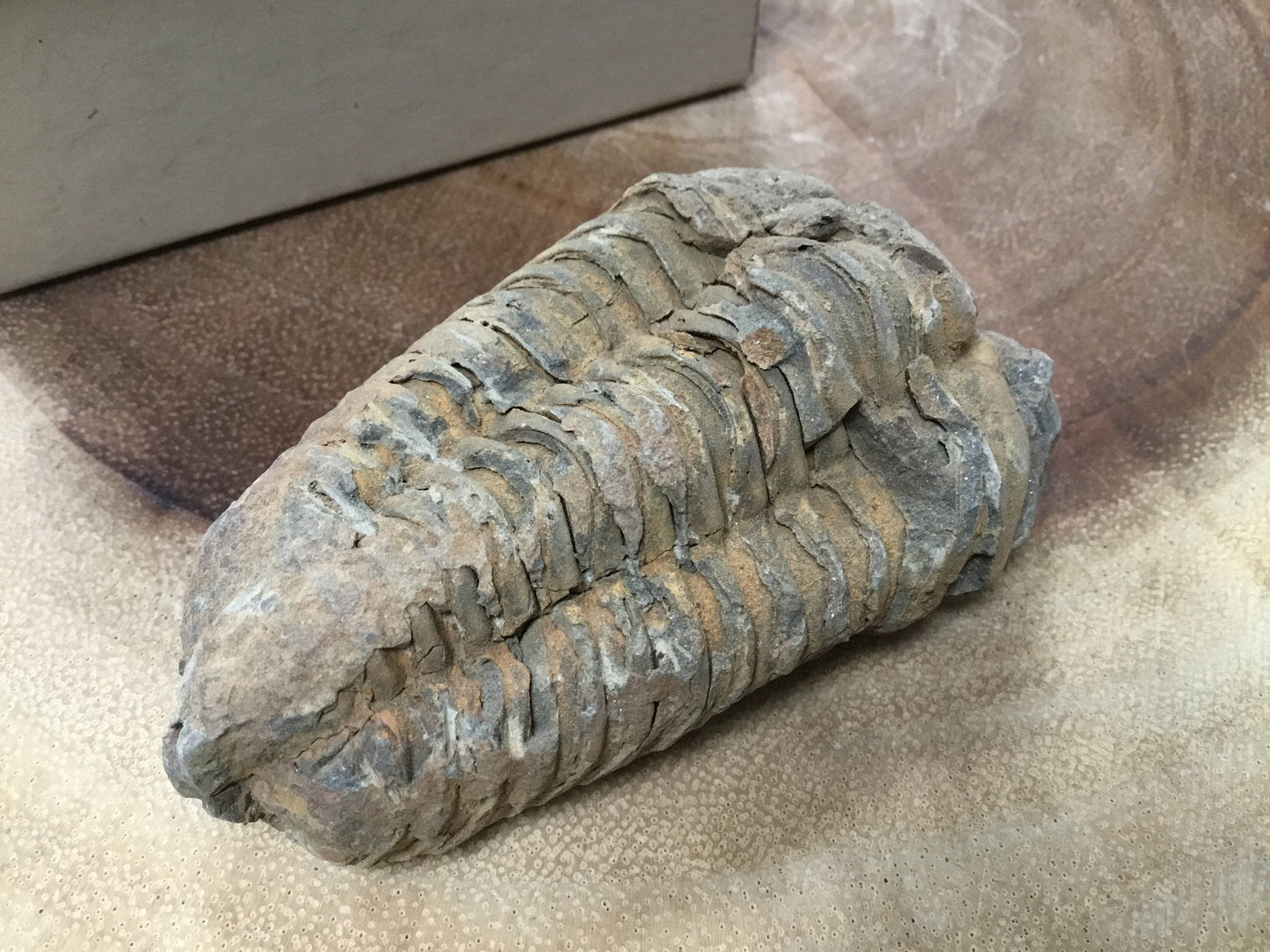 Trilobite Fossil Specimen – A Mythic Stone of Earth’s Origins & Energetic Power