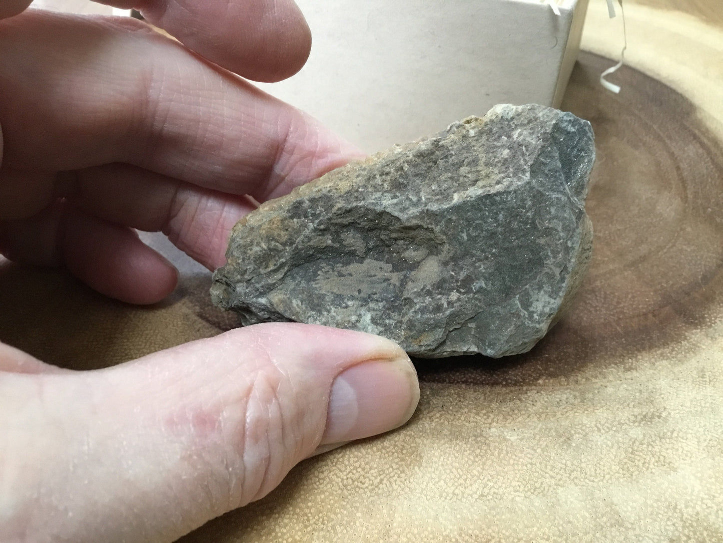 Trilobite Fossil Specimen – A Mythic Stone of Earth’s Origins & Energetic Power