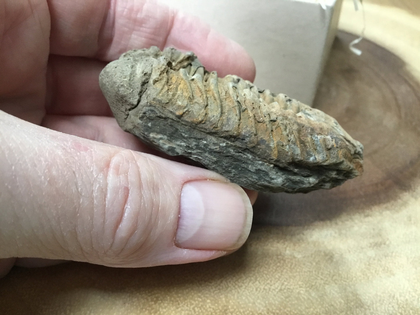 Trilobite Fossil Specimen – A Mythic Stone of Earth’s Origins & Energetic Power