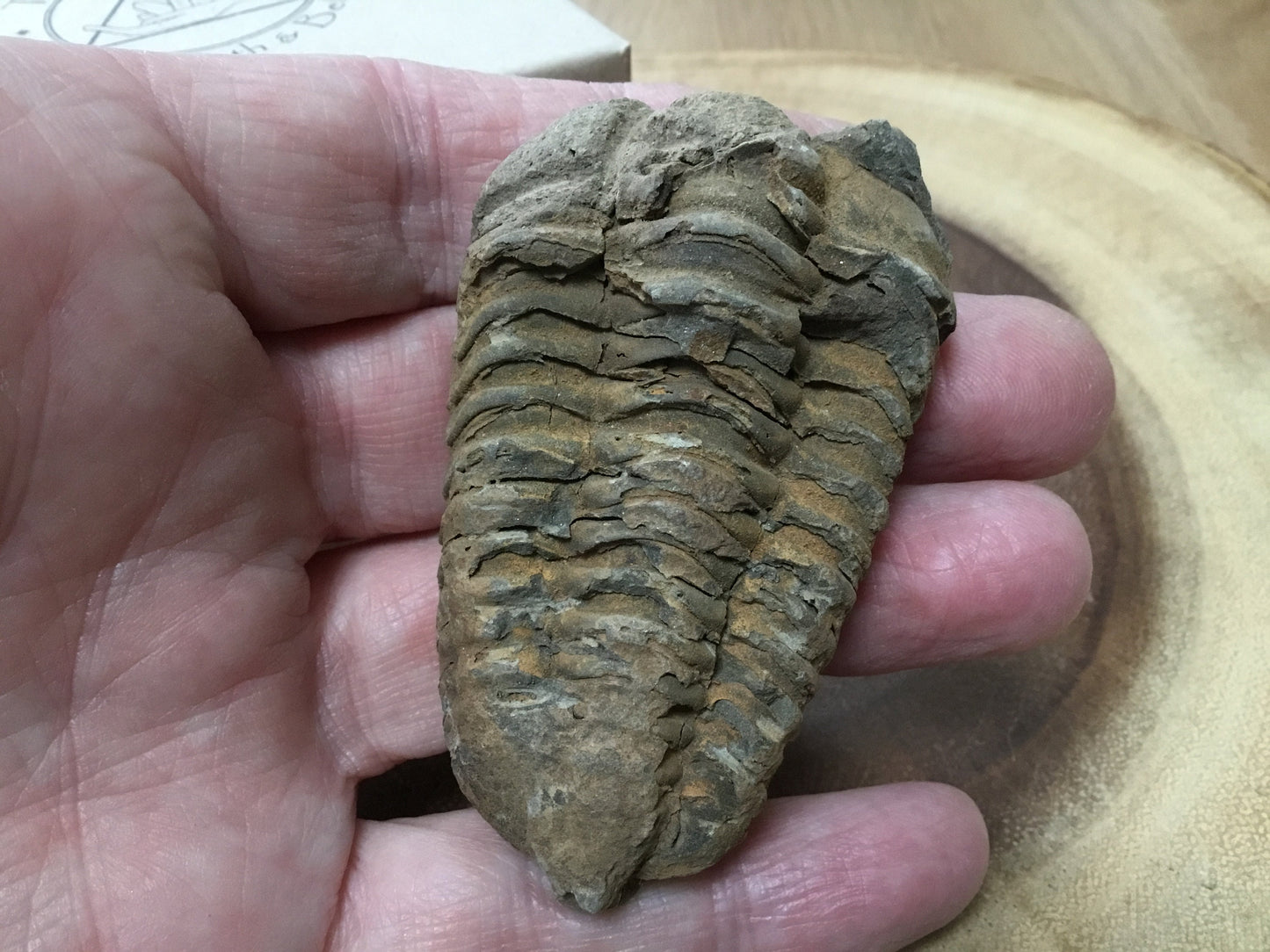 Trilobite Fossil Specimen – A Mythic Stone of Earth’s Origins & Energetic Power