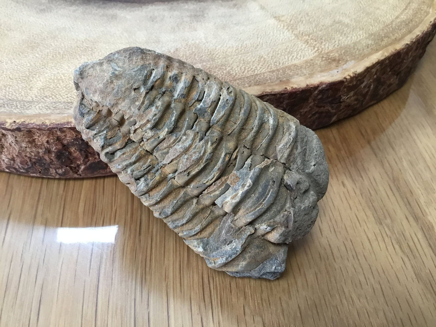 Trilobite Fossil Specimen – A Mythic Stone of Earth’s Origins & Energetic Power
