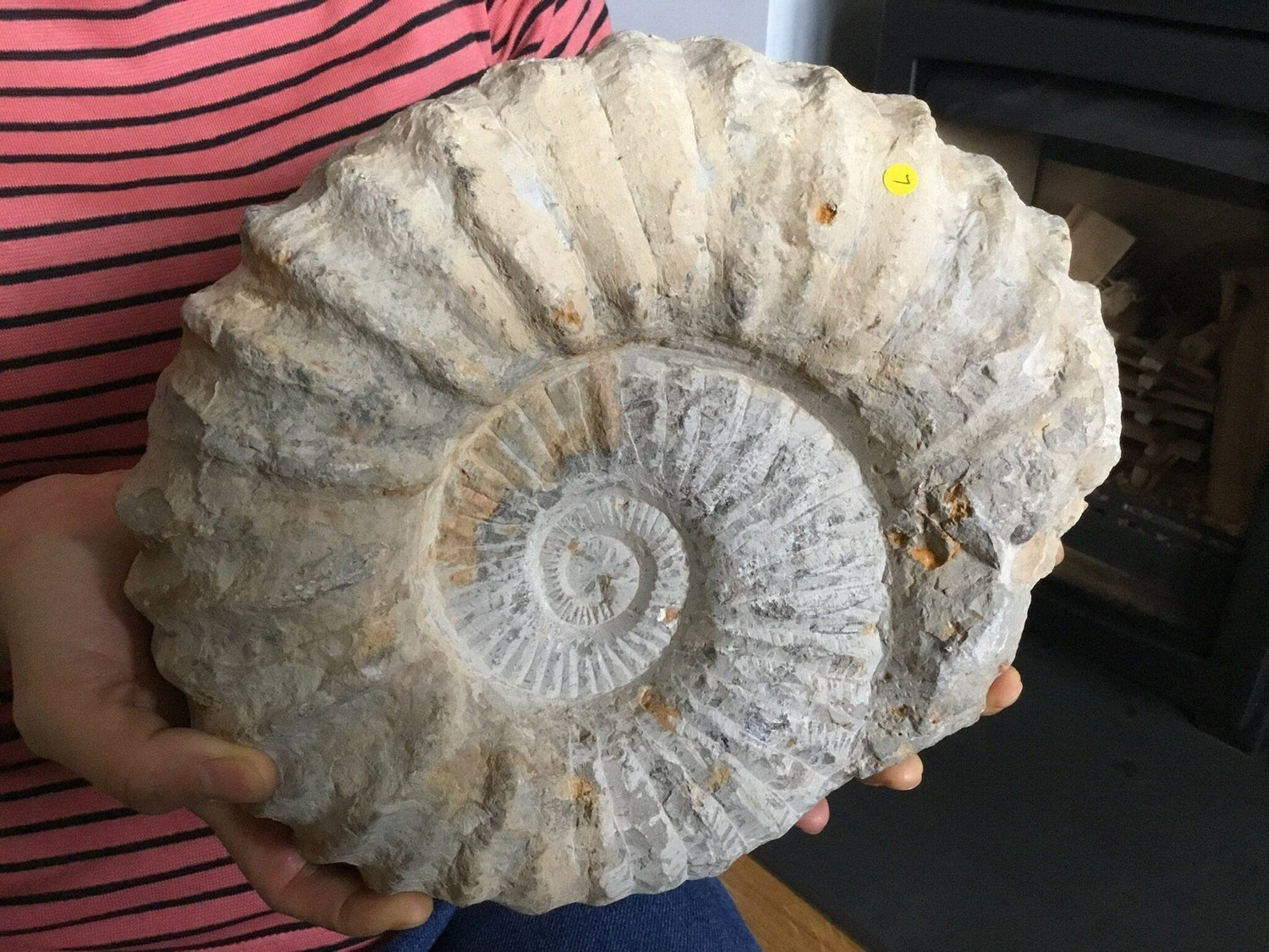 Timeless Fossils, Naturally Preserved
